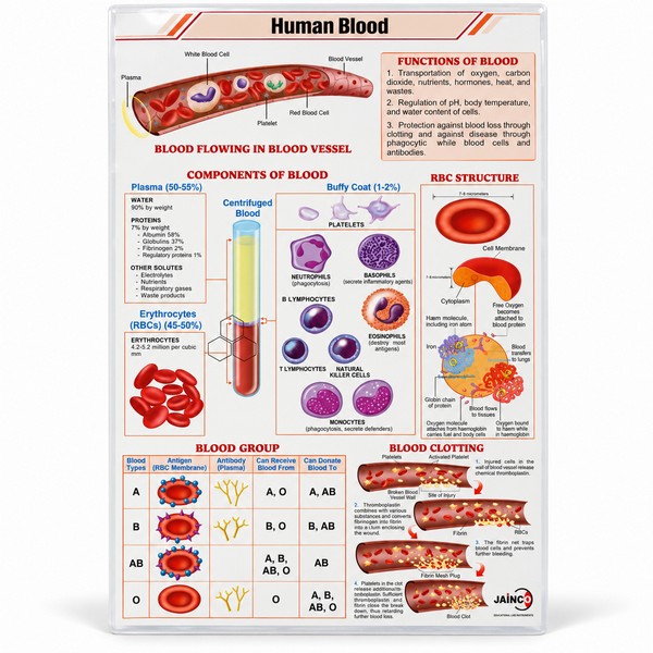 Human Blood Chart